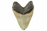 Huge, Fossil Megalodon Tooth - North Carolina #235534-2